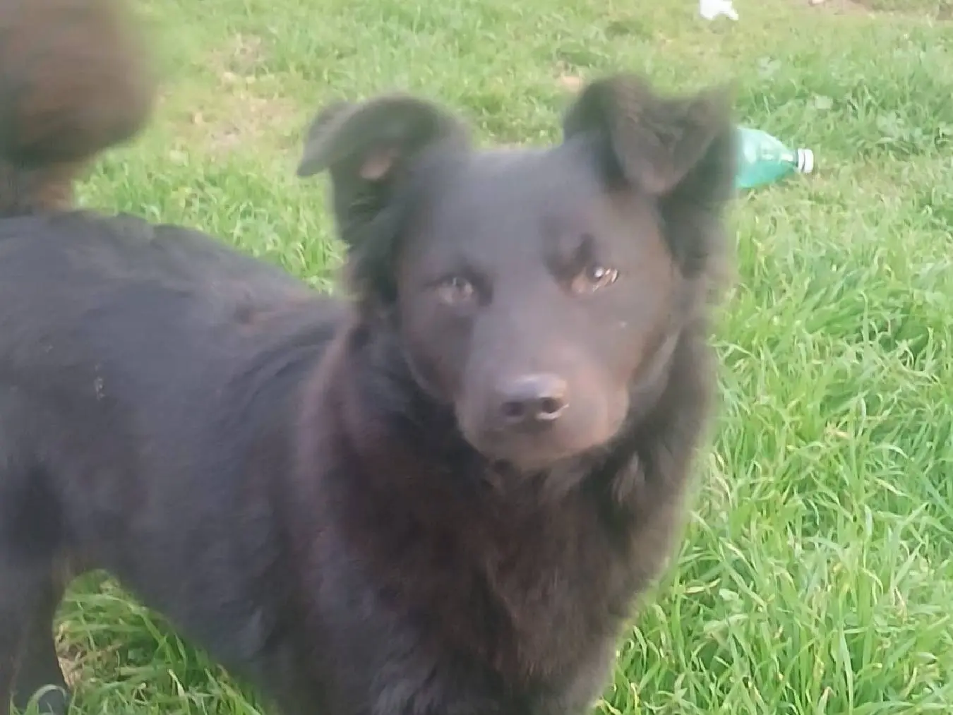 Adozione cane, femmina, Volpino di Pomerania Razza sconosciuta, 1 anno e 6 mesi, taglia piccola, Bari