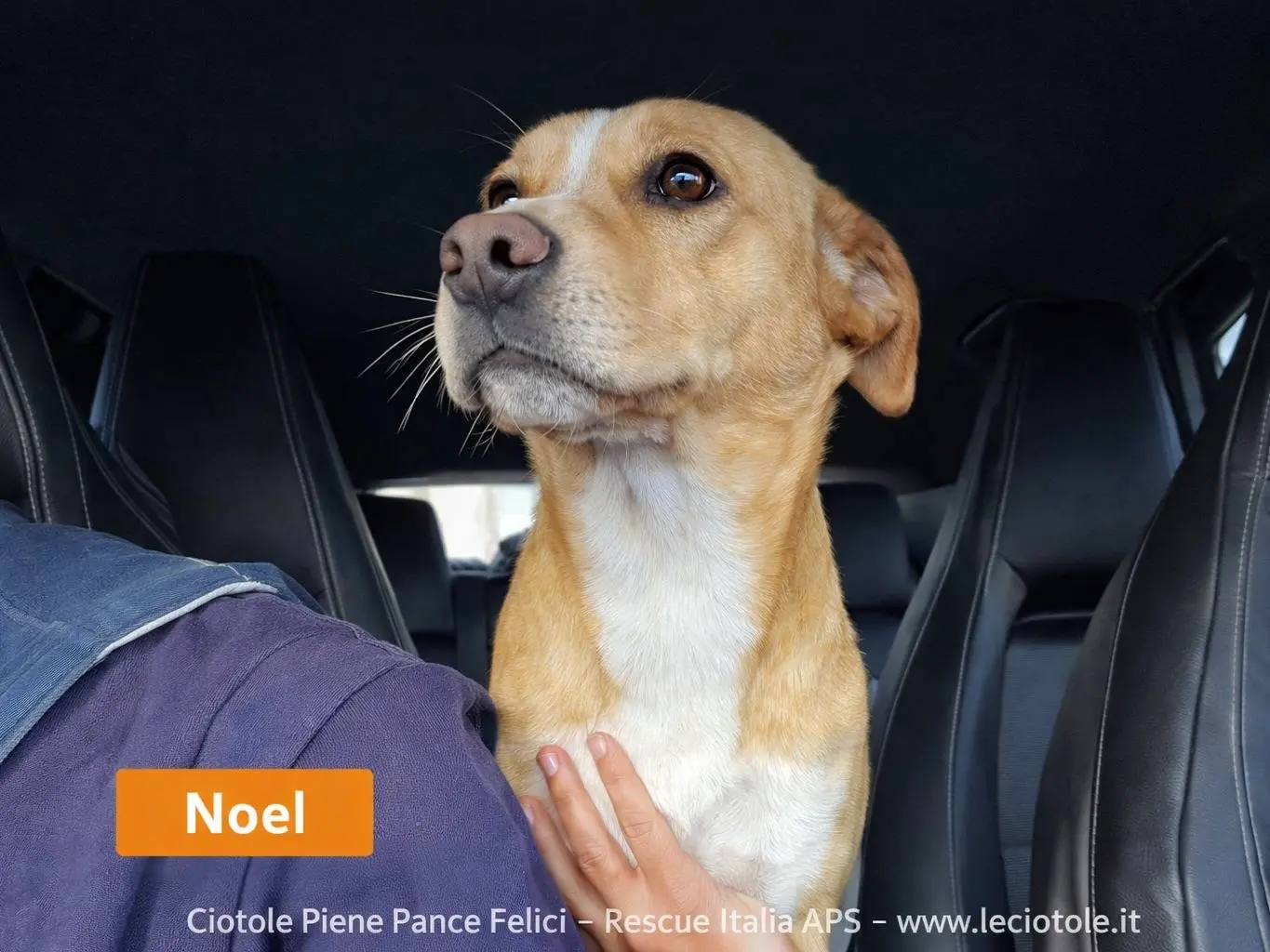 Adozione cane, maschio, Razza sconosciuta Razza sconosciuta, 1 anno e 3 mesi, taglia media, Avellino