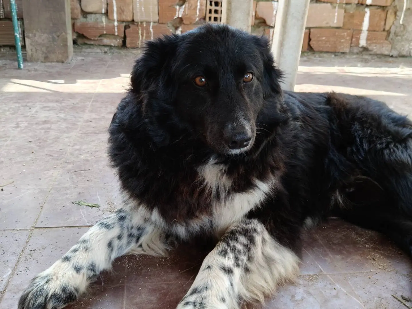 Vuoi adottare un cane a Vibo?