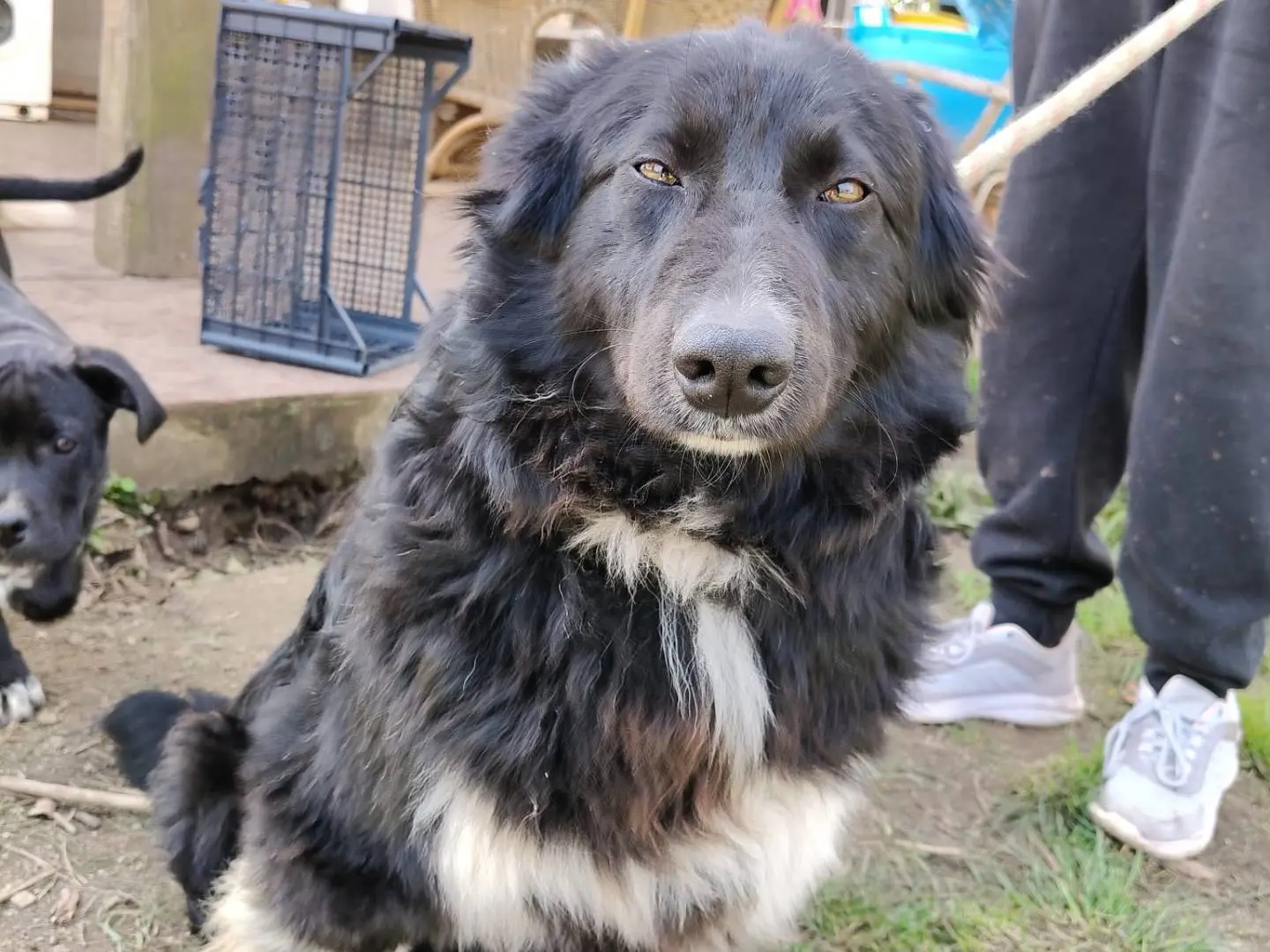 Adotta un cane, maschio, 2 anni e 5 mesi, Vibo