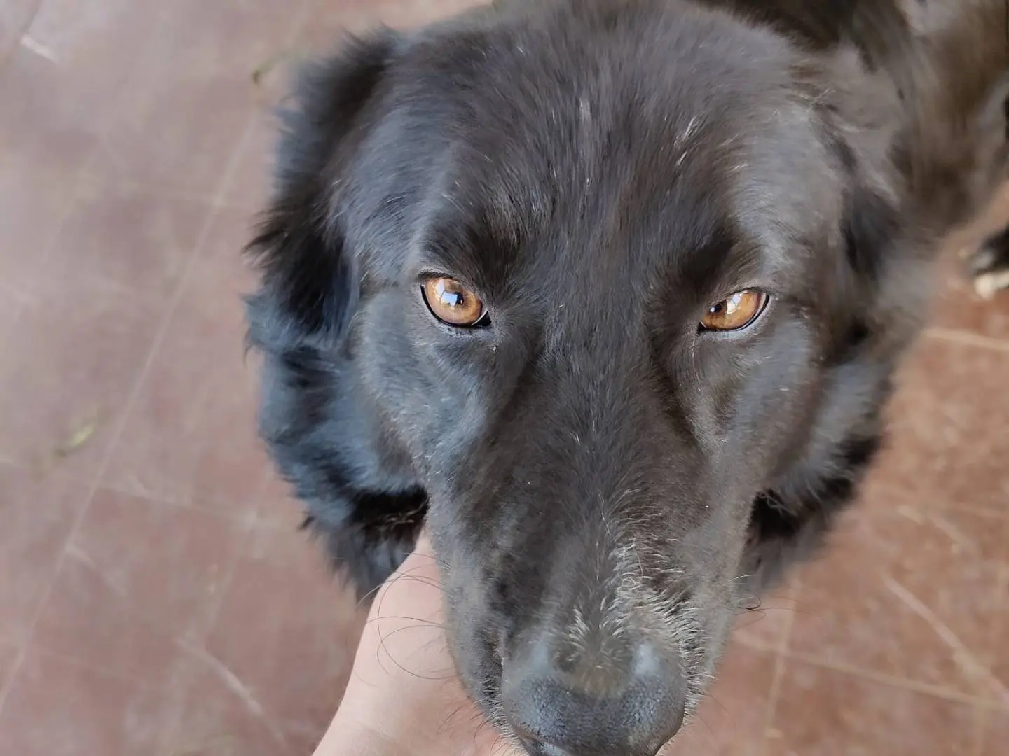 Adotta il cane LINDO a Vibo