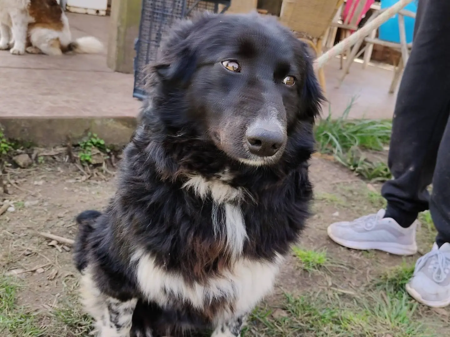 Adozione cane, maschio, Border Collie Razza sconosciuta, 2 anni e 5 mesi, taglia media, Vibo