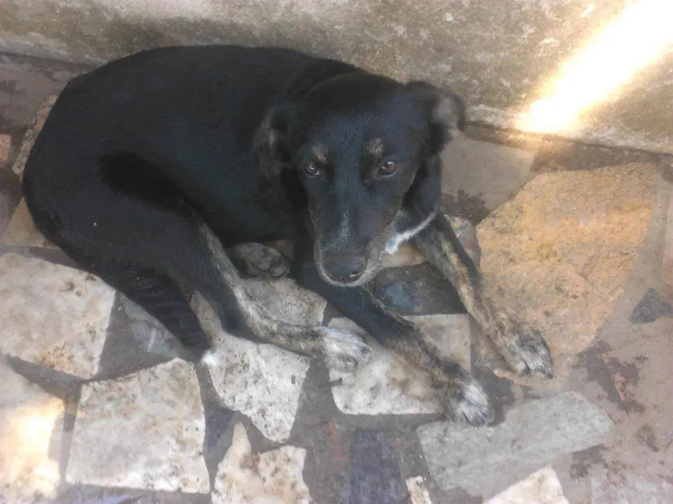 Adotta un cane, femmina, 14 anni e 9 mesi, Messina