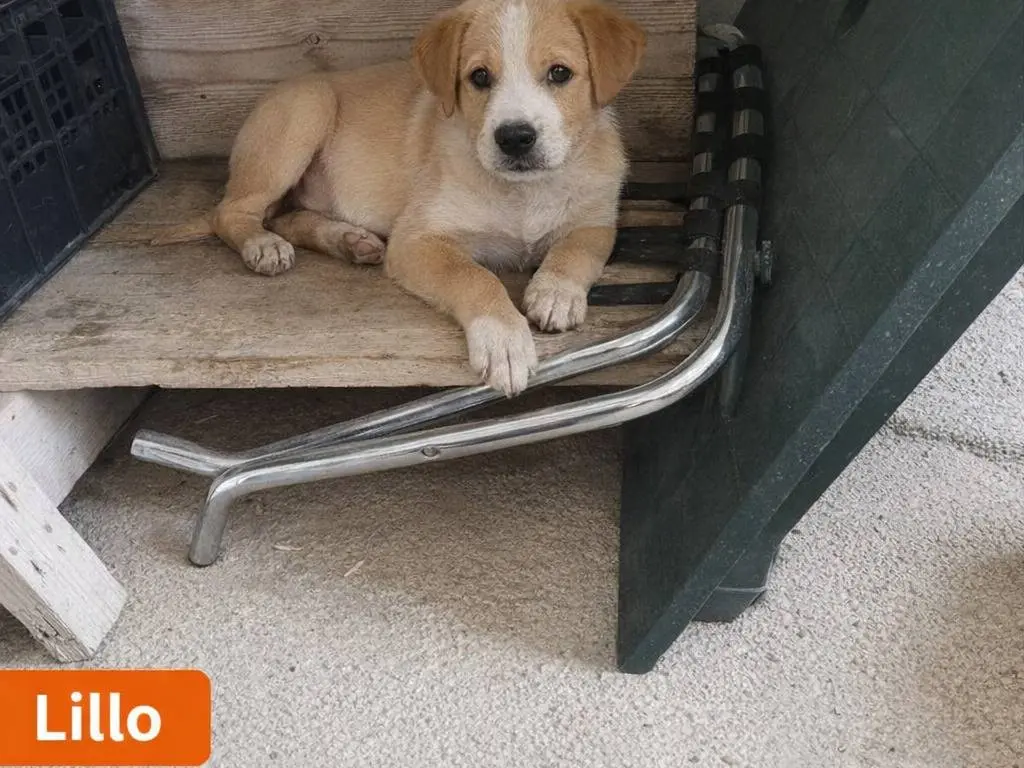 Adotta un cane, taglia media, maschio, Avellino