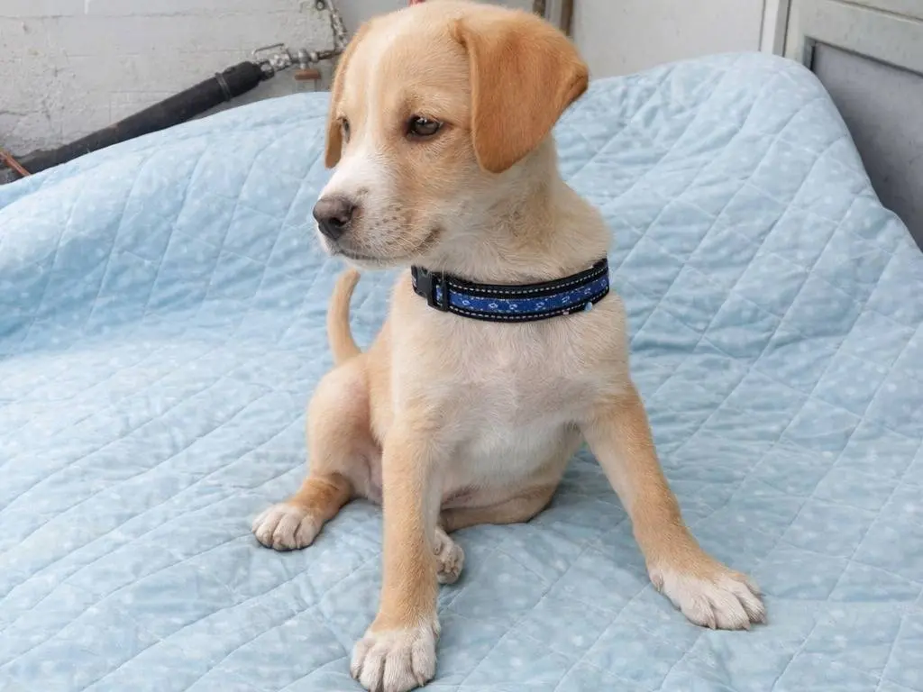 Adotta un cane, maschio, 4 mesi, Avellino
