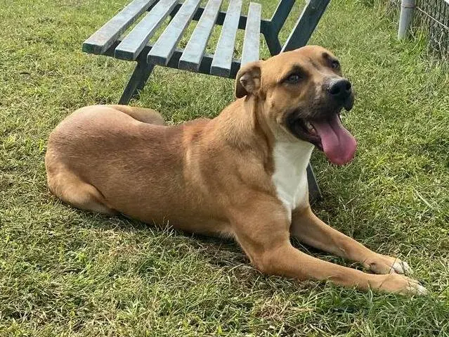 Adotta un cane, taglia grande, maschio, Cosenza