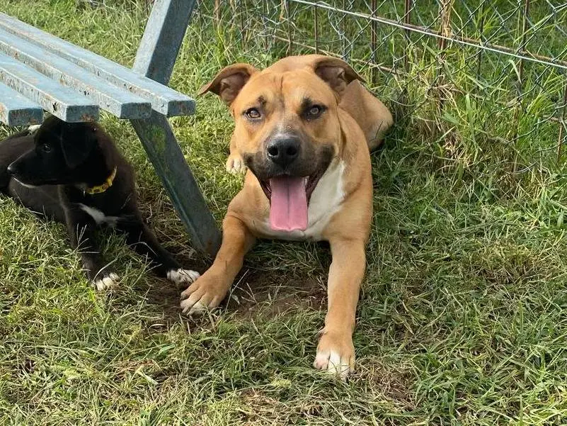 Adotta un cane, maschio, 2 anni e 1 mese, Cosenza