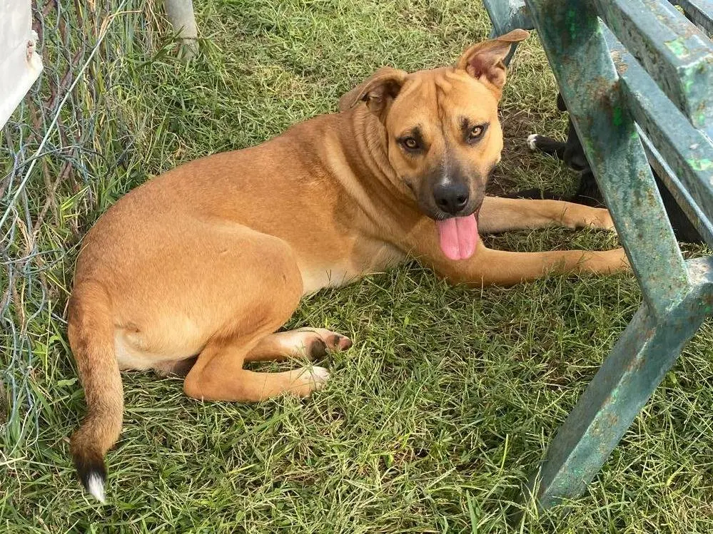 Adozione cane, maschio, Pitbull Razza sconosciuta, 2 anni e 1 mese, taglia grande, Cosenza