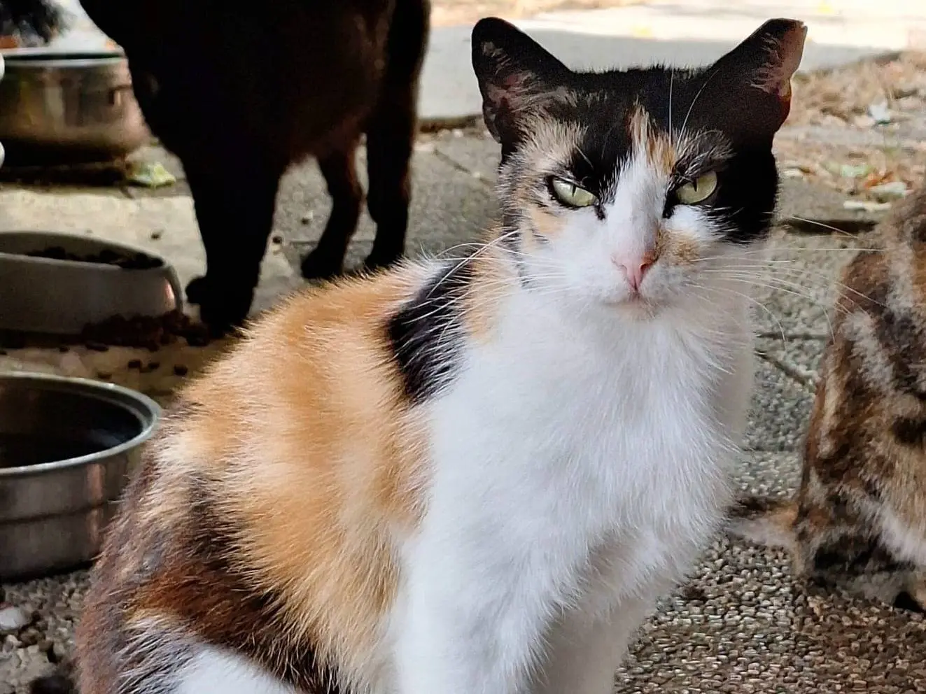 Adozione gatto, femmina, Razza sconosciuta Razza sconosciuta, 3 anni e 3 mesi, taglia non valida, Bologna