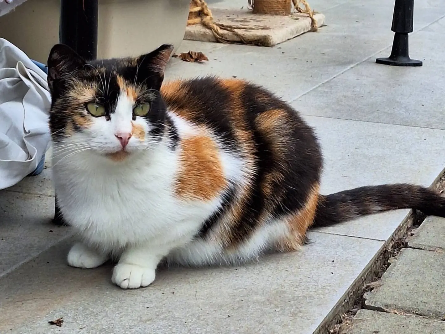 Adotta un gatto, taglia non valida, femmina, Bologna