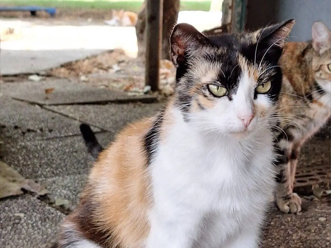 Adotta un gatto, femmina, 3 anni e 3 mesi, Bologna