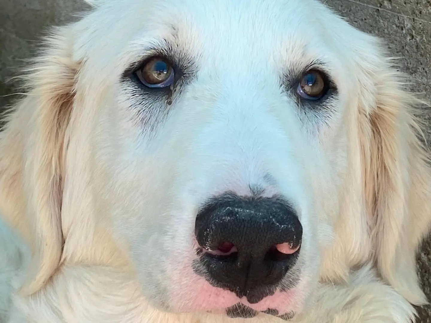 Adotta un cane, femmina, 10 mesi, Latina