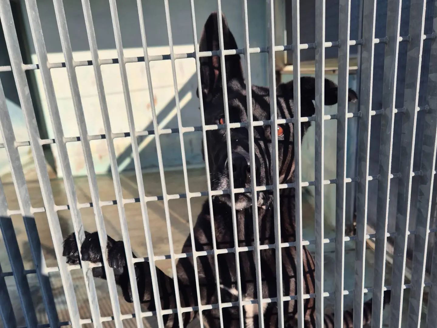 Adotta un cane, taglia grande, maschio, Barletta