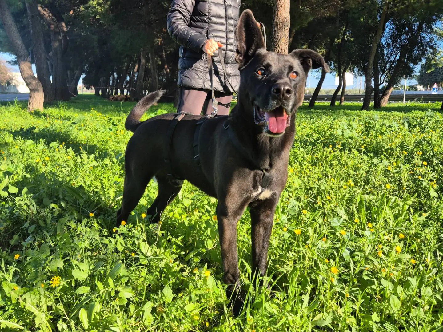 Vuoi adottare un cane a Barletta?