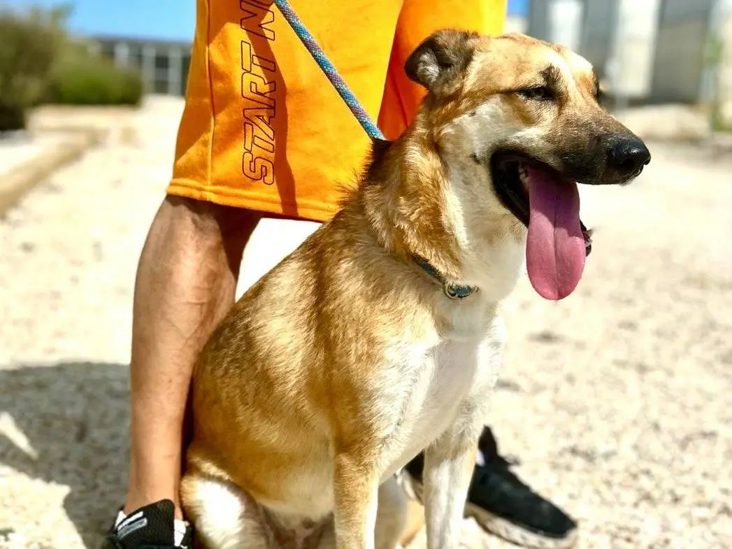 Foto 3 dell'animale