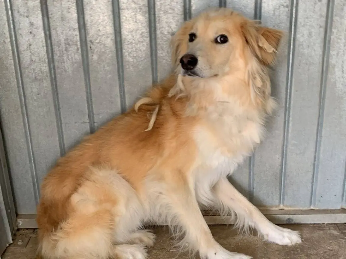 Adotta un cane, maschio, 5 anni e 1 mese, Bari
