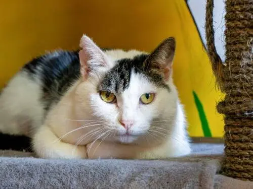 Adozione gatto, femmina, Razza sconosciuta Razza sconosciuta, 3 anni e 9 mesi, taglia non valida, Monza
