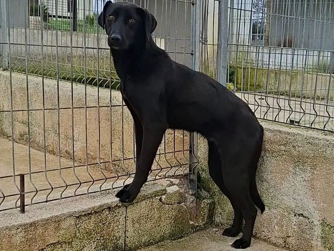 Adozione cane, femmina, Razza sconosciuta Razza sconosciuta, 1 anno e 11 mesi, taglia media, Bari