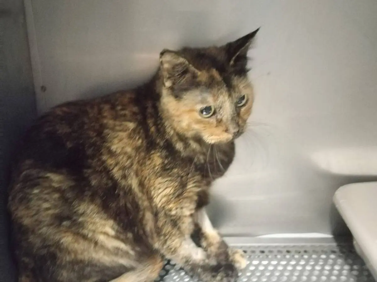 Adozione gatto, femmina, Razza sconosciuta Razza sconosciuta, 2 anni e 4 mesi, taglia non valida, Messina
