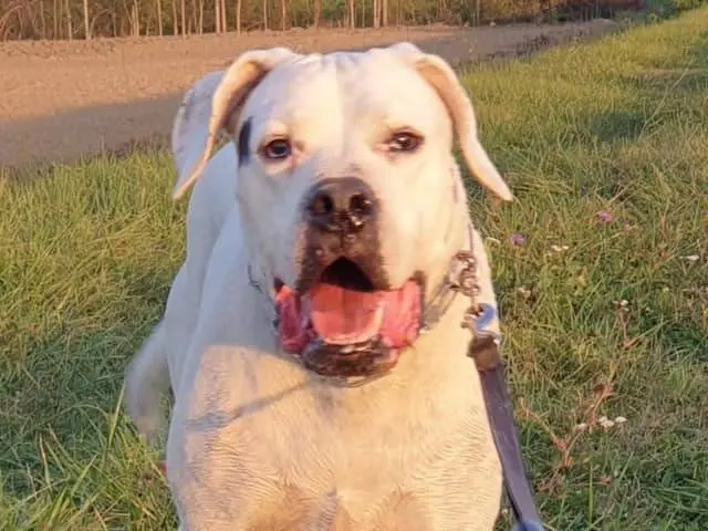 Adotta un cane, maschio, 12 anni e 10 mesi, Modena