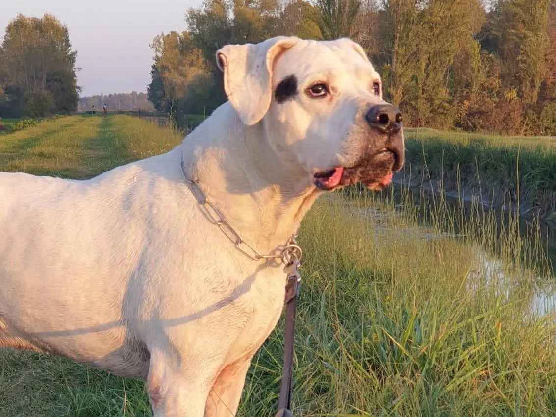 Adozione cane, maschio, Dogo Argentino Razza sconosciuta, 12 anni e 10 mesi, taglia grande, Modena