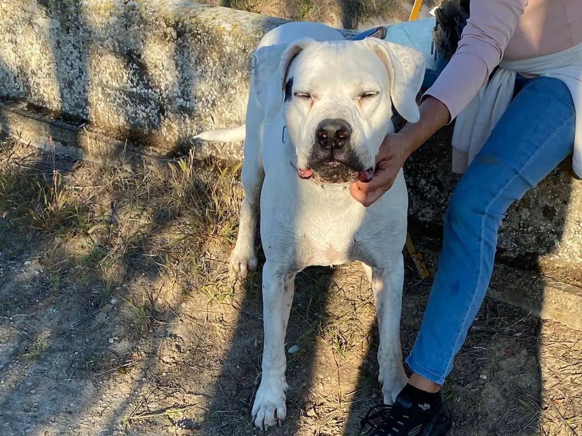 Adotta il cane DIEGO a Modena