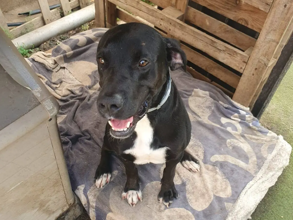 Adotta un cane, taglia media, maschio, Crotone