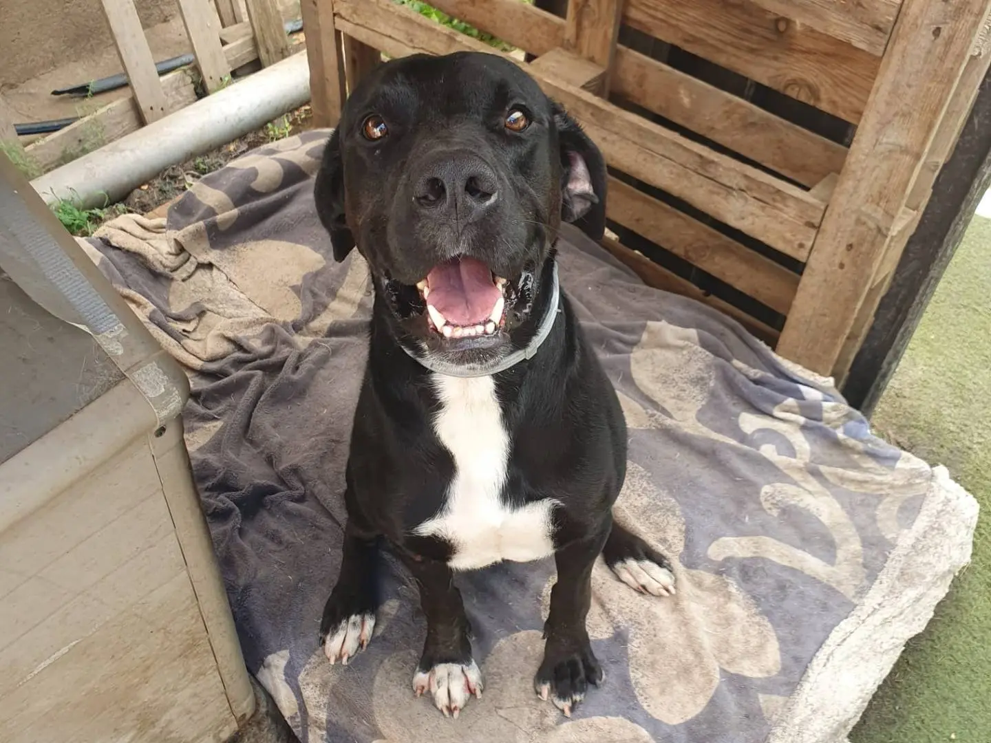 Adozione cane, maschio, Razza sconosciuta Razza sconosciuta, 1 anno e 11 mesi, taglia media, Crotone