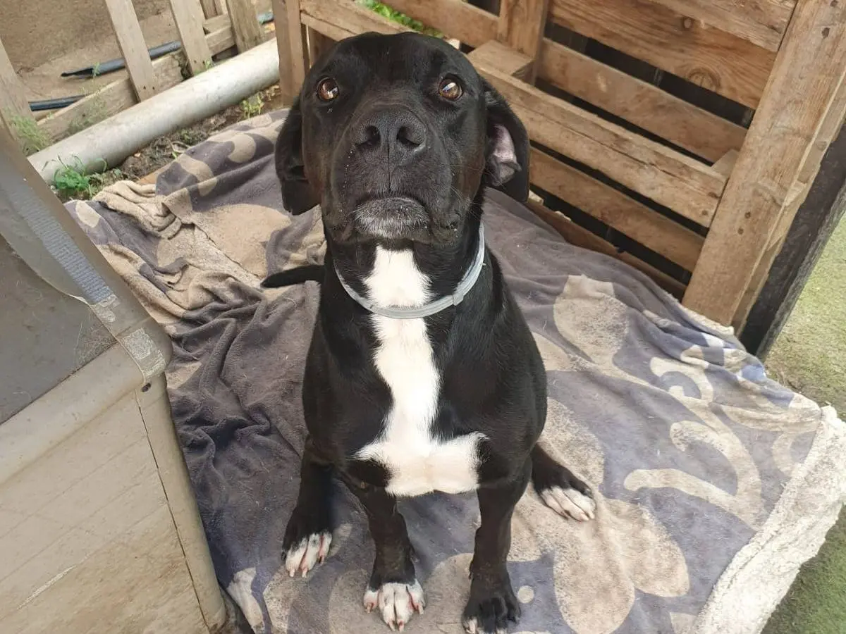 Vuoi adottare un cane a Crotone?