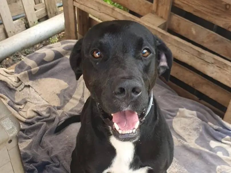 Adotta un cane, maschio, 1 anno e 11 mesi, Crotone