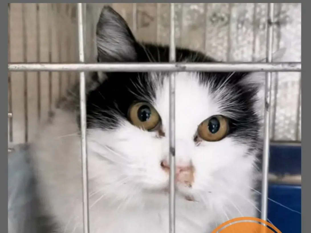 Adozione gatto, femmina, Razza sconosciuta Razza sconosciuta, 8 anni e 4 mesi, taglia non valida, Verona