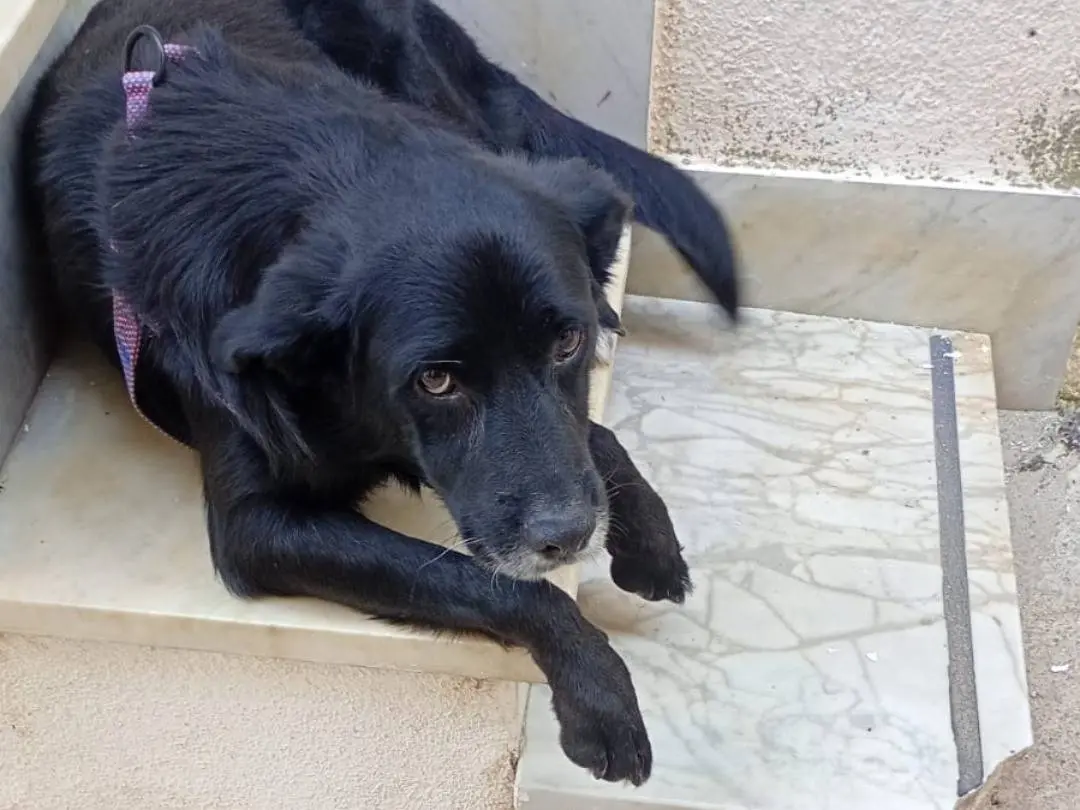 Adotta un cane, maschio, 5 anni, Como