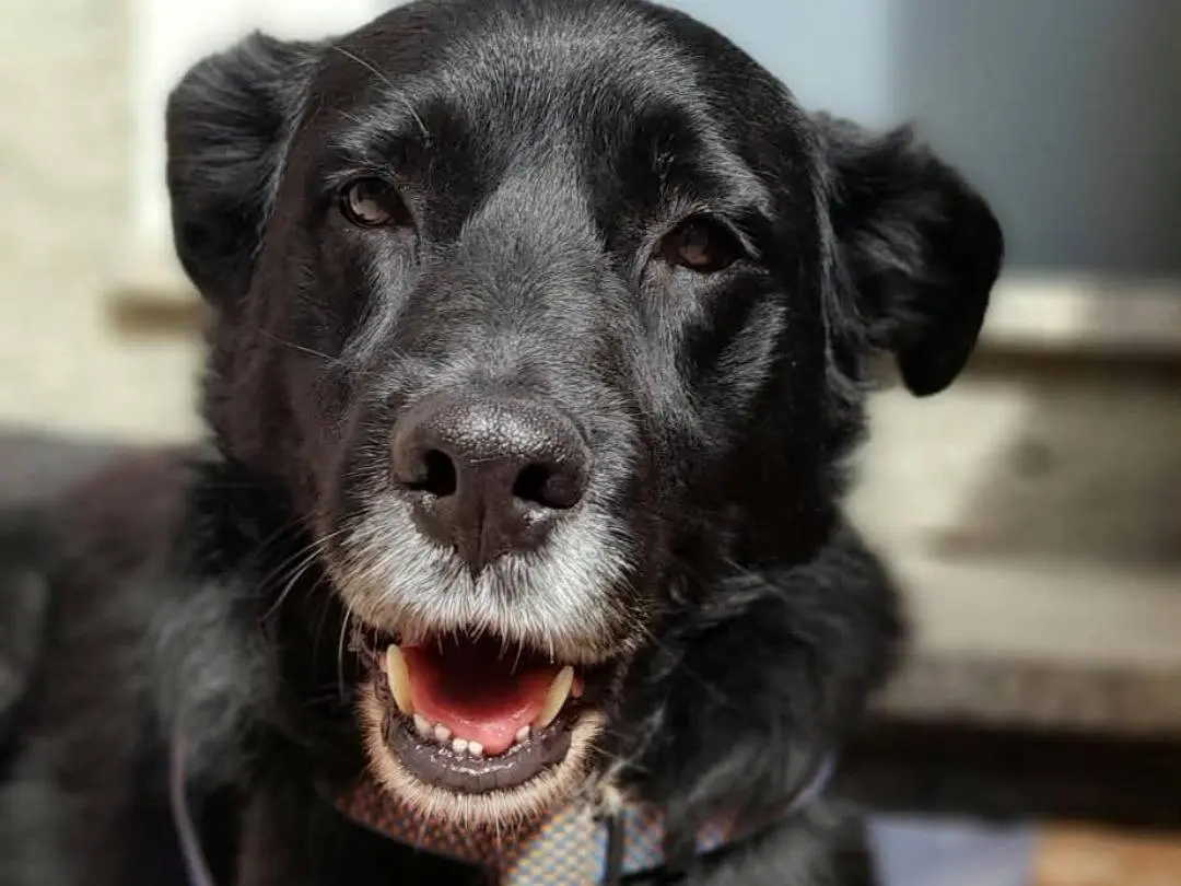 Adozione cane, maschio, Razza sconosciuta Razza sconosciuta, 5 anni, taglia media, Como