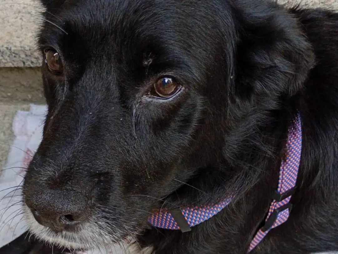 Adotta un cane, taglia media, maschio, Como