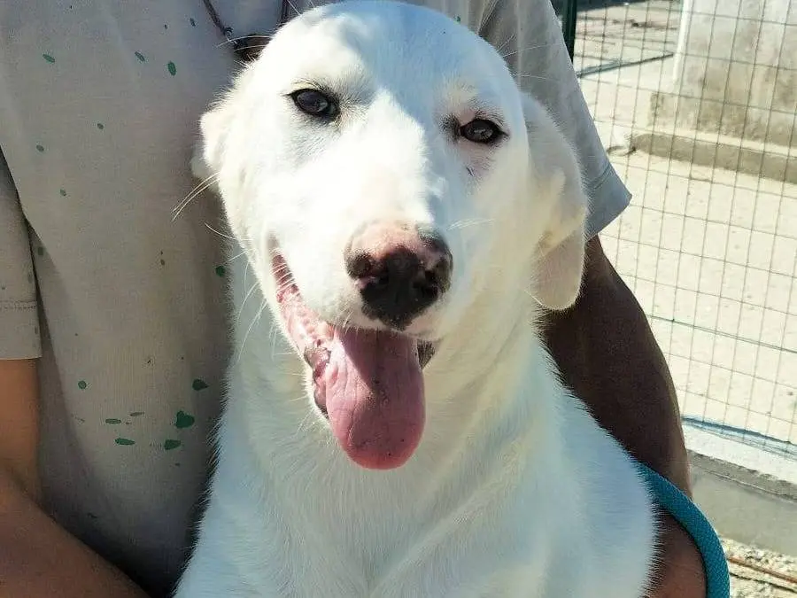 Adozione cane, femmina, Labrador Retriever Razza sconosciuta, 1 anno e 8 mesi, taglia media, Crotone