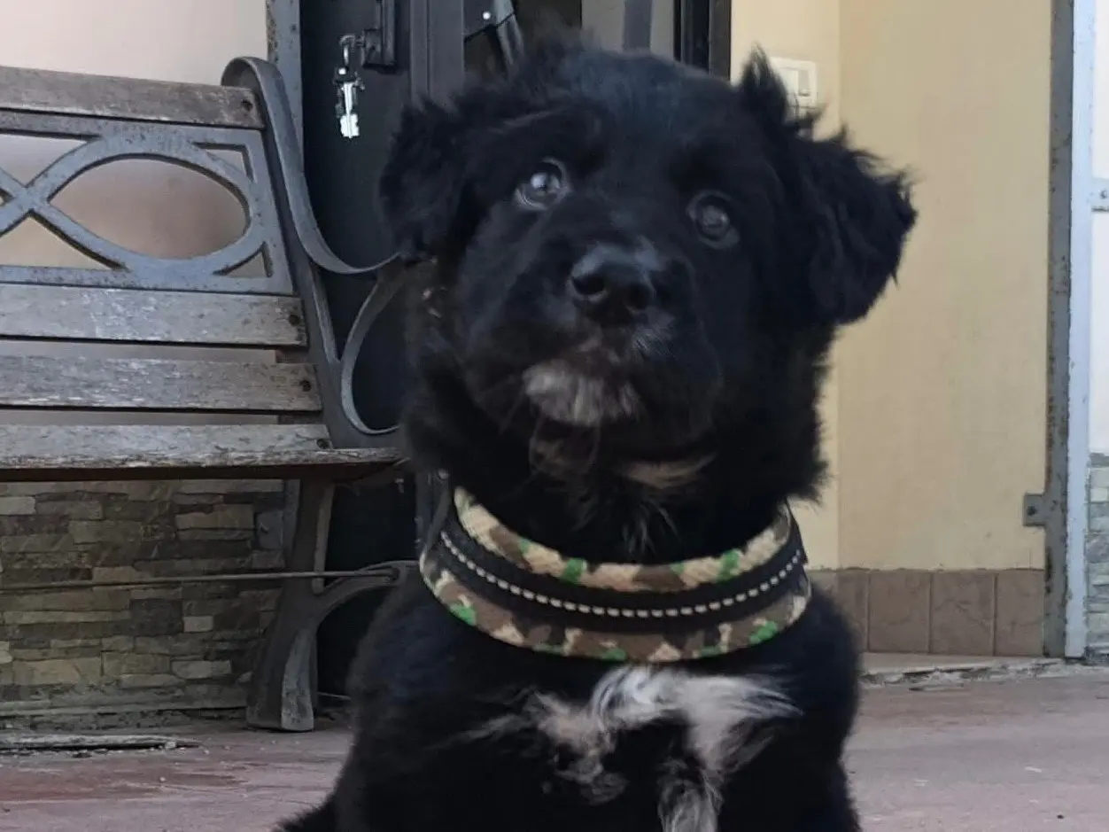 Adotta il cane Blu a Brescia