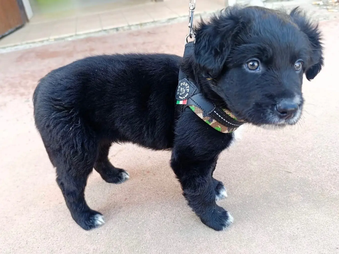Adotta un cane, taglia grande, maschio, Brescia