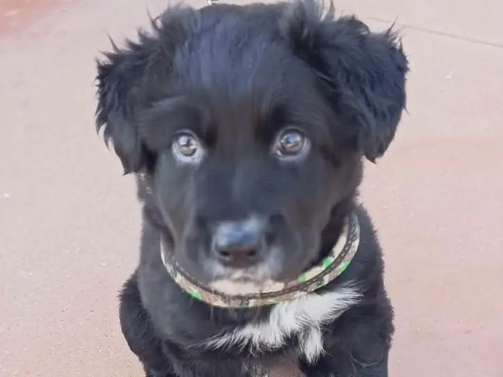 Adozione cane, maschio, Razza sconosciuta Razza sconosciuta, 9 mesi, taglia grande, Brescia