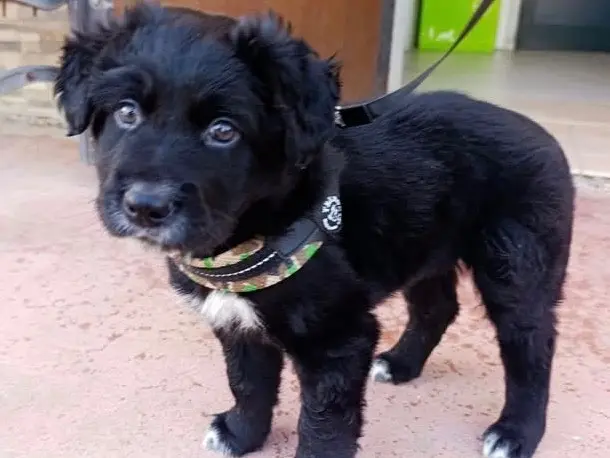 Adotta un cane, maschio, 9 mesi, Brescia