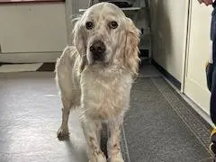 Adozione cane, maschio, Setter Inglese Razza sconosciuta, 8 anni, taglia media, Napoli