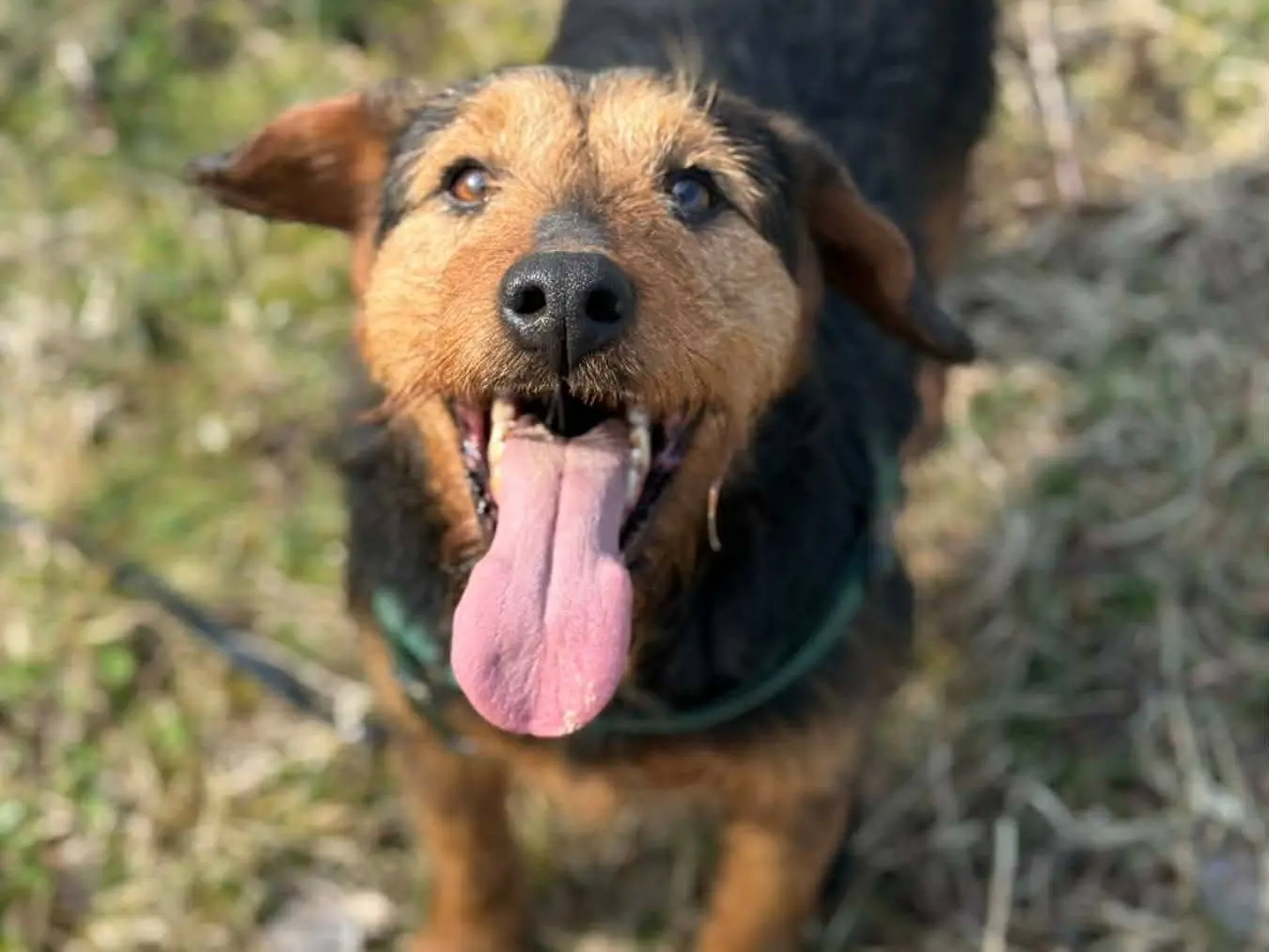 Adotta un cane, taglia media contenuta, maschio, Firenze