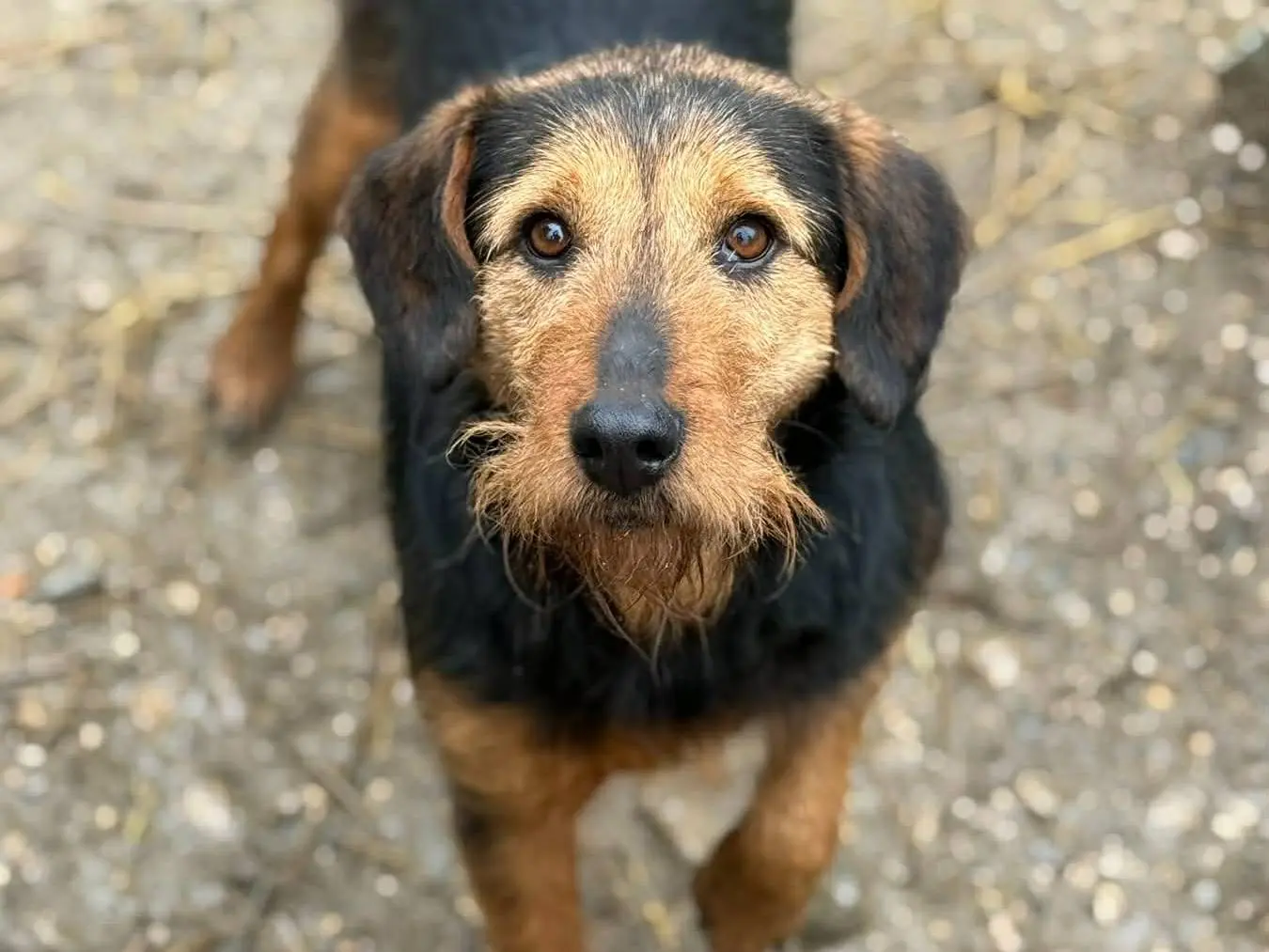 Adotta un cane, maschio, 5 anni e 5 mesi, Firenze