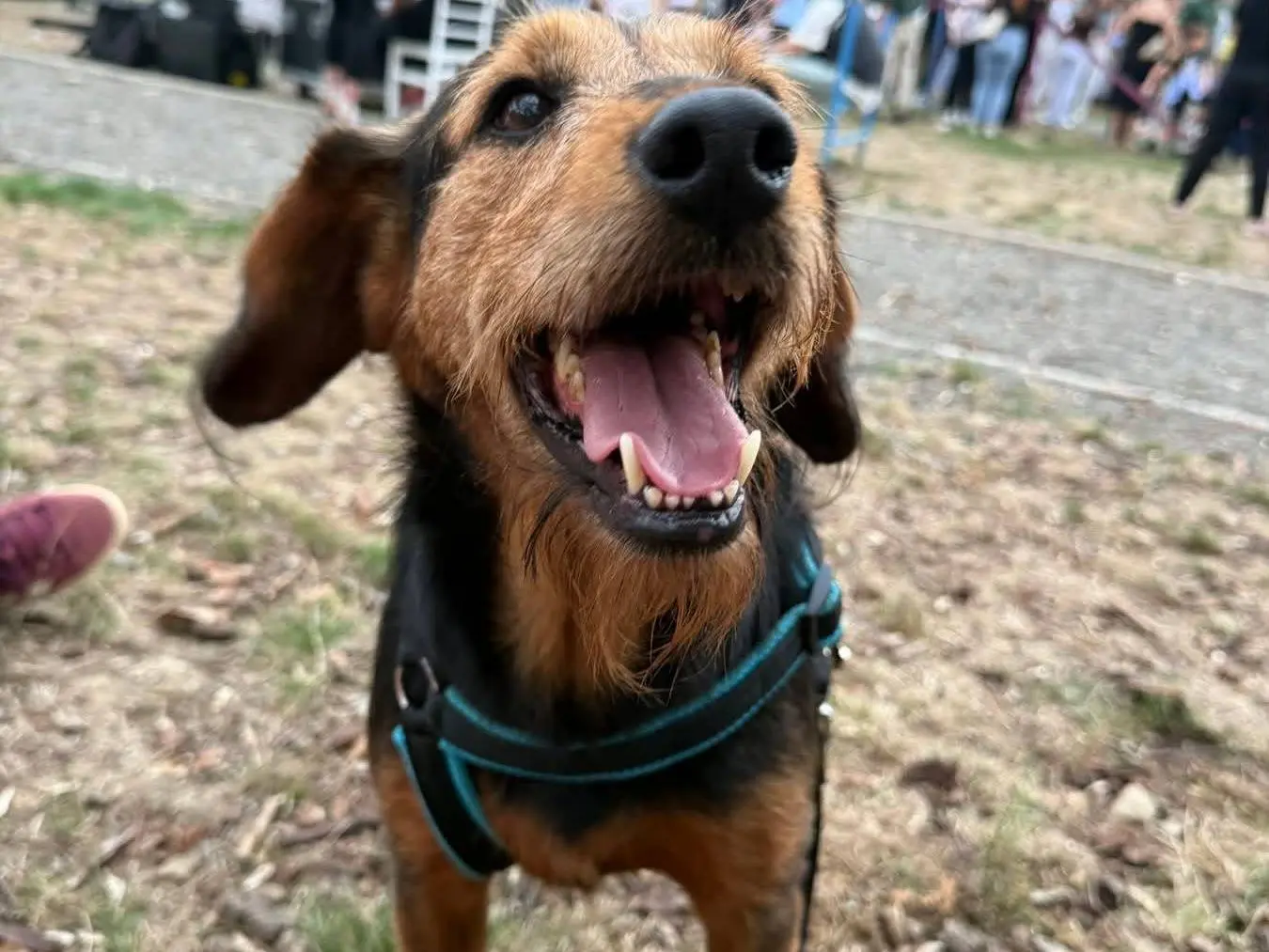 Adozione cane, maschio, Razza sconosciuta Razza sconosciuta, 5 anni e 5 mesi, taglia media contenuta, Firenze