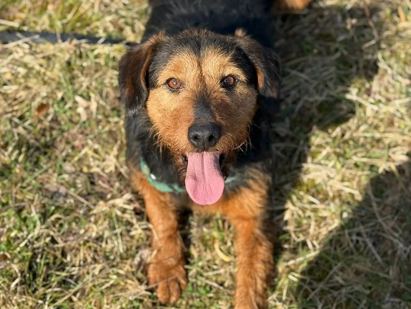 Adotta il cane TARO a Firenze