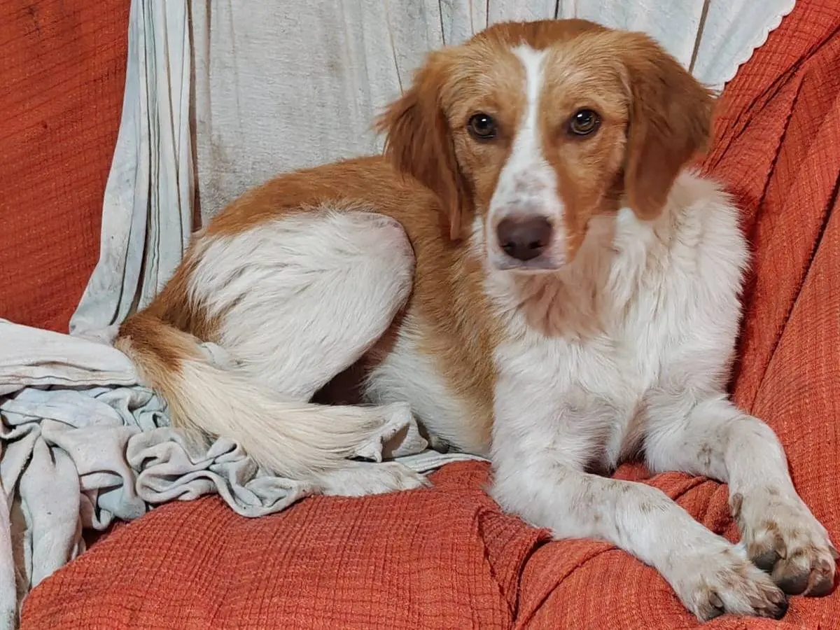 Adotta un cane, maschio, 1 anno e 6 mesi, Milano