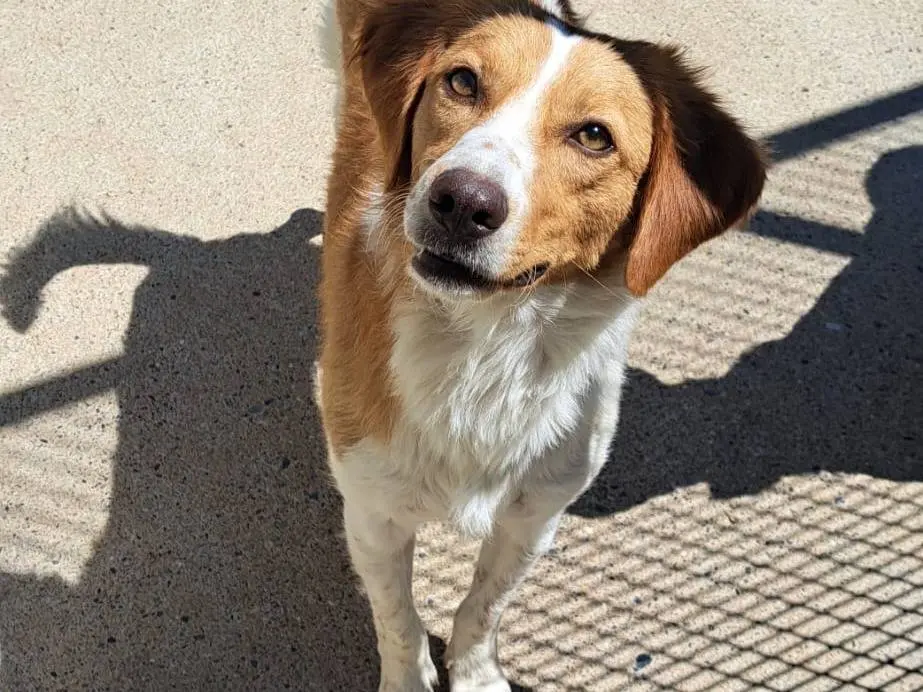 Adozione cane, maschio, Razza sconosciuta Razza sconosciuta, 1 anno e 6 mesi, taglia media, Milano