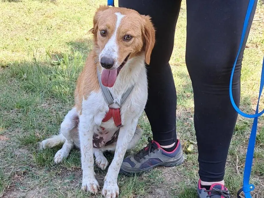 Vuoi adottare un cane a Milano?