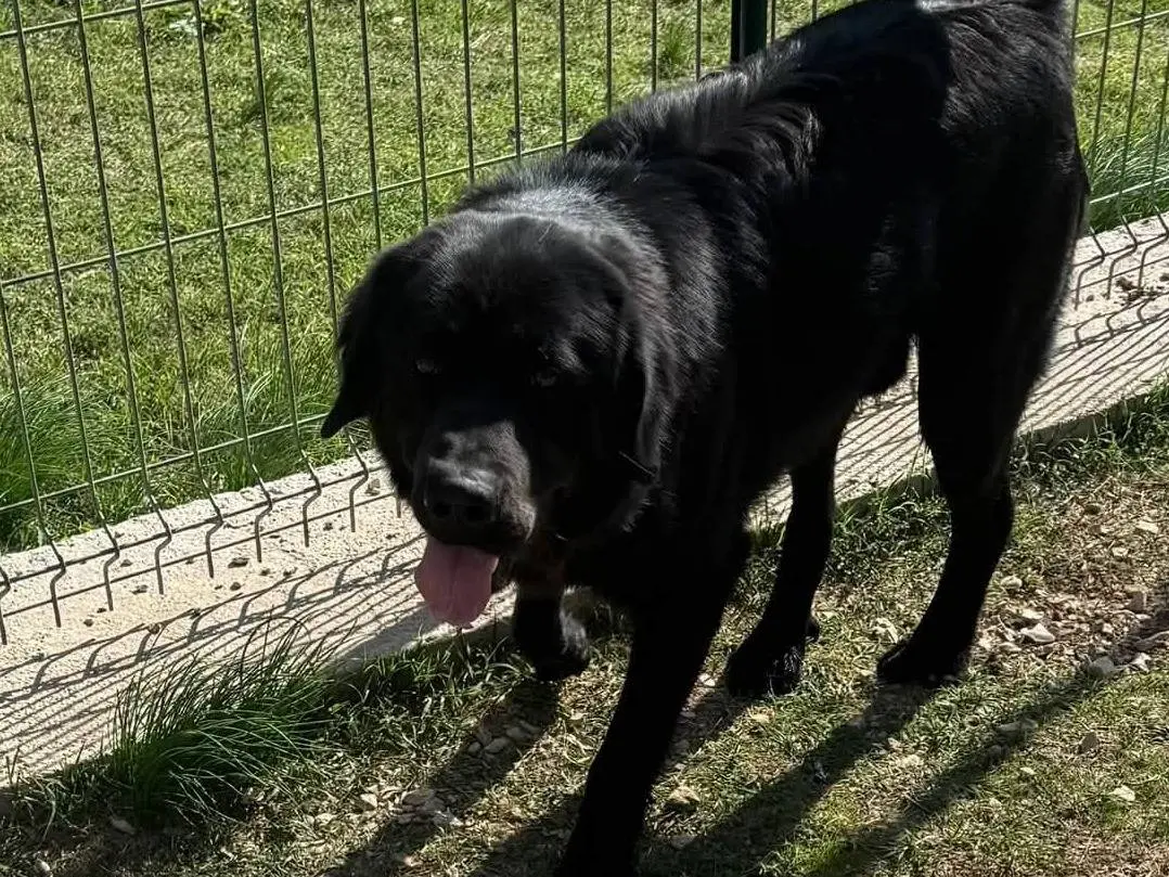 Adotta un cane, maschio, 2 anni, Matera