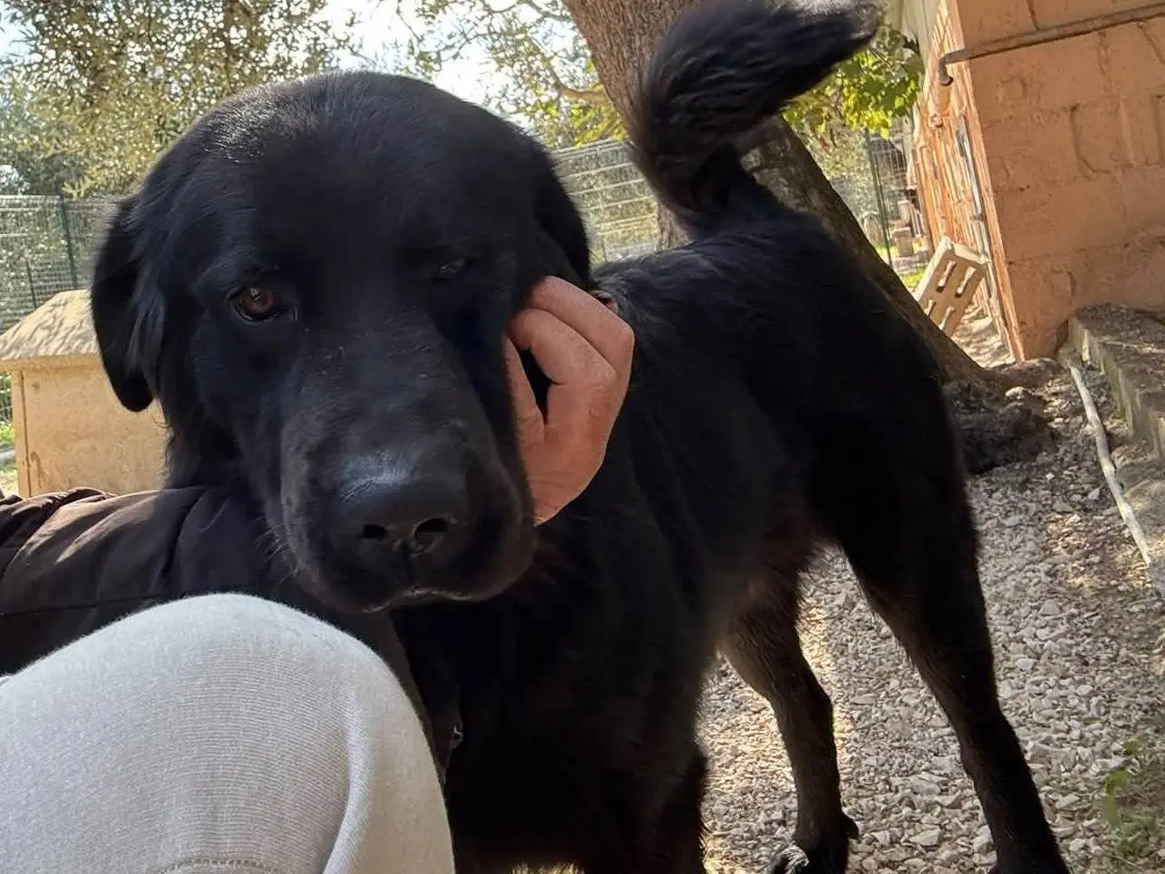 Adozione cane, maschio, Razza sconosciuta Razza sconosciuta, 2 anni, taglia grande, Matera