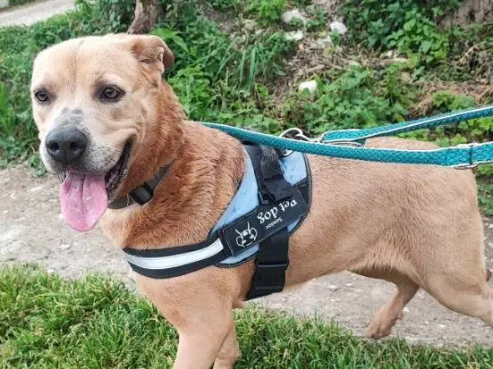 Adozione cane, femmina, Razza sconosciuta Razza sconosciuta, 5 anni e 9 mesi, taglia media, Napoli